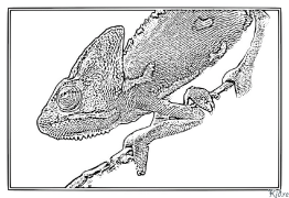 chameleon Coloring Pages To Print